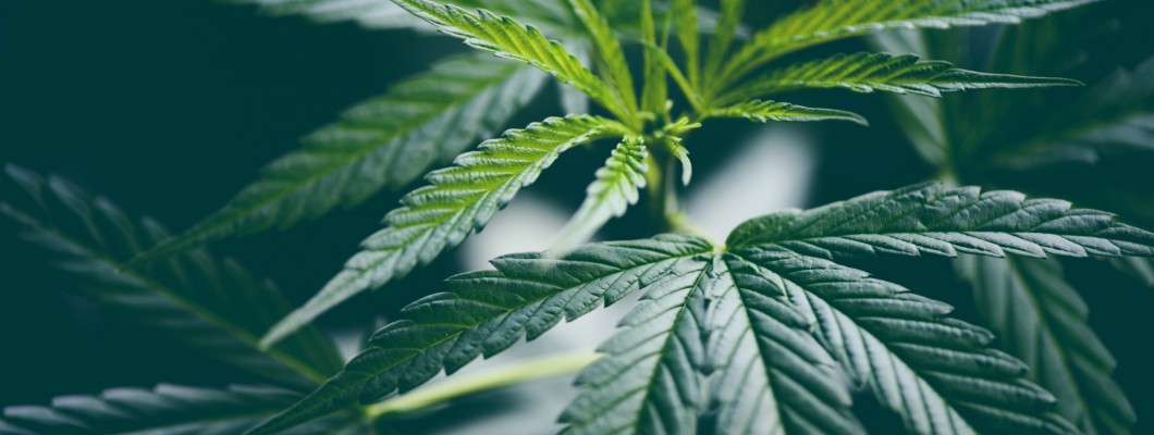 Cannabis-Anbau-Kontrollliste-Alles, was für eine erfolgreiche Blüte benötigt wird