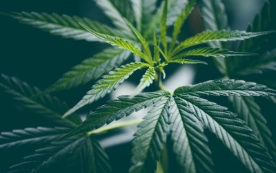 So funktioniert der Cannabisanbau