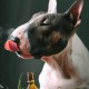 CBD-Öl für Hunde mit 500mg Wirkstoffgehalt und Lachsöl